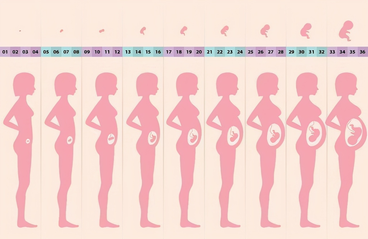 自然界什么动物活的时间最长,什么动物成年时间最长