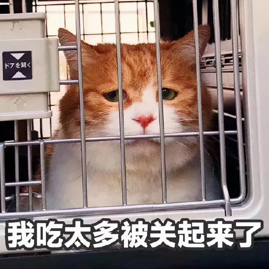 这几种猫最费钱有钱人才养得起,这几种烧钱的猫已被淘汰难养得起