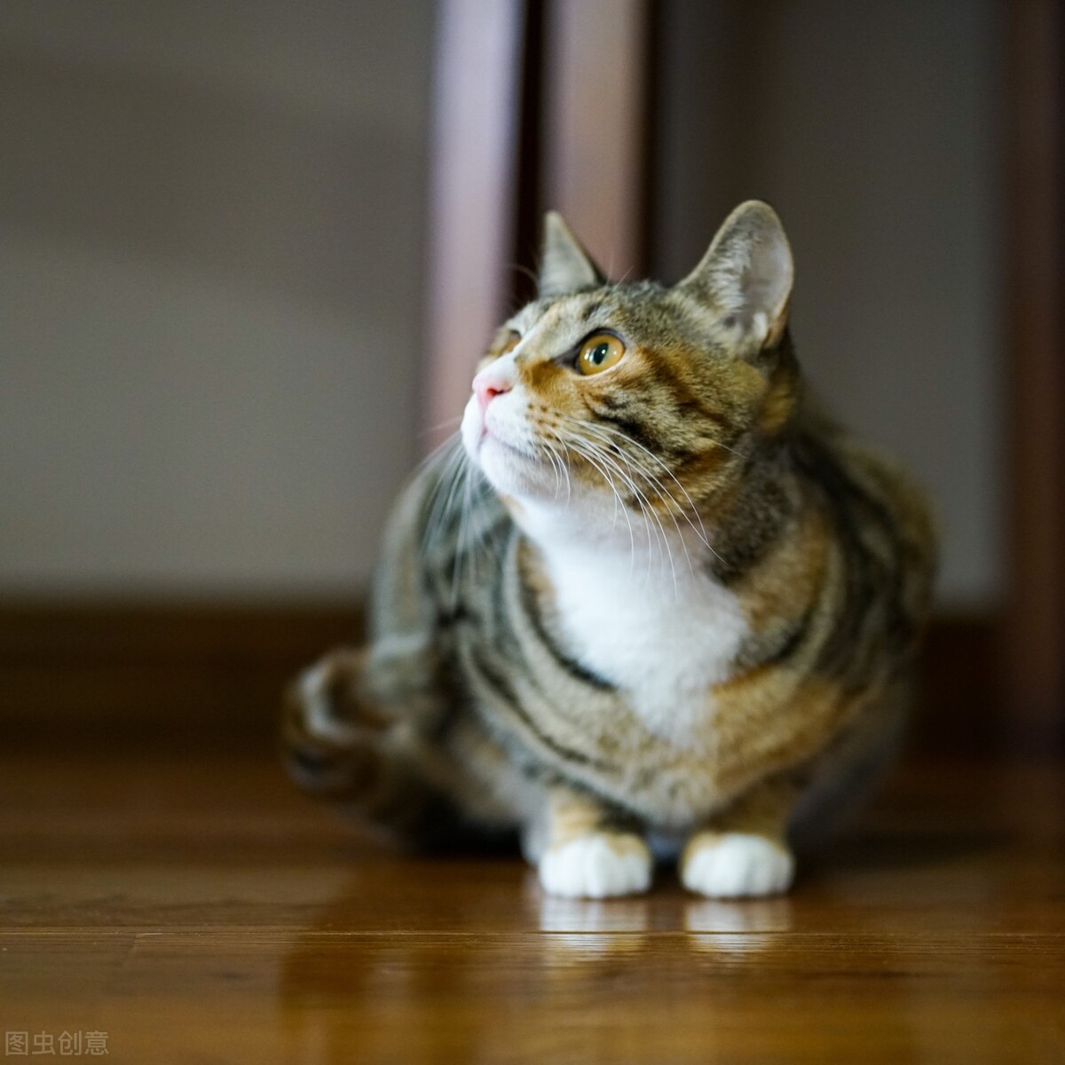 猫瘟有自愈的可能吗,猫瘟不输液必死吗