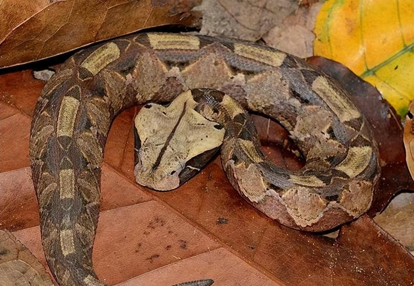 世界最胖毒蛇？单杀眼镜王蛇！非洲致命杀手加蓬咝蝰到底多恐怖？