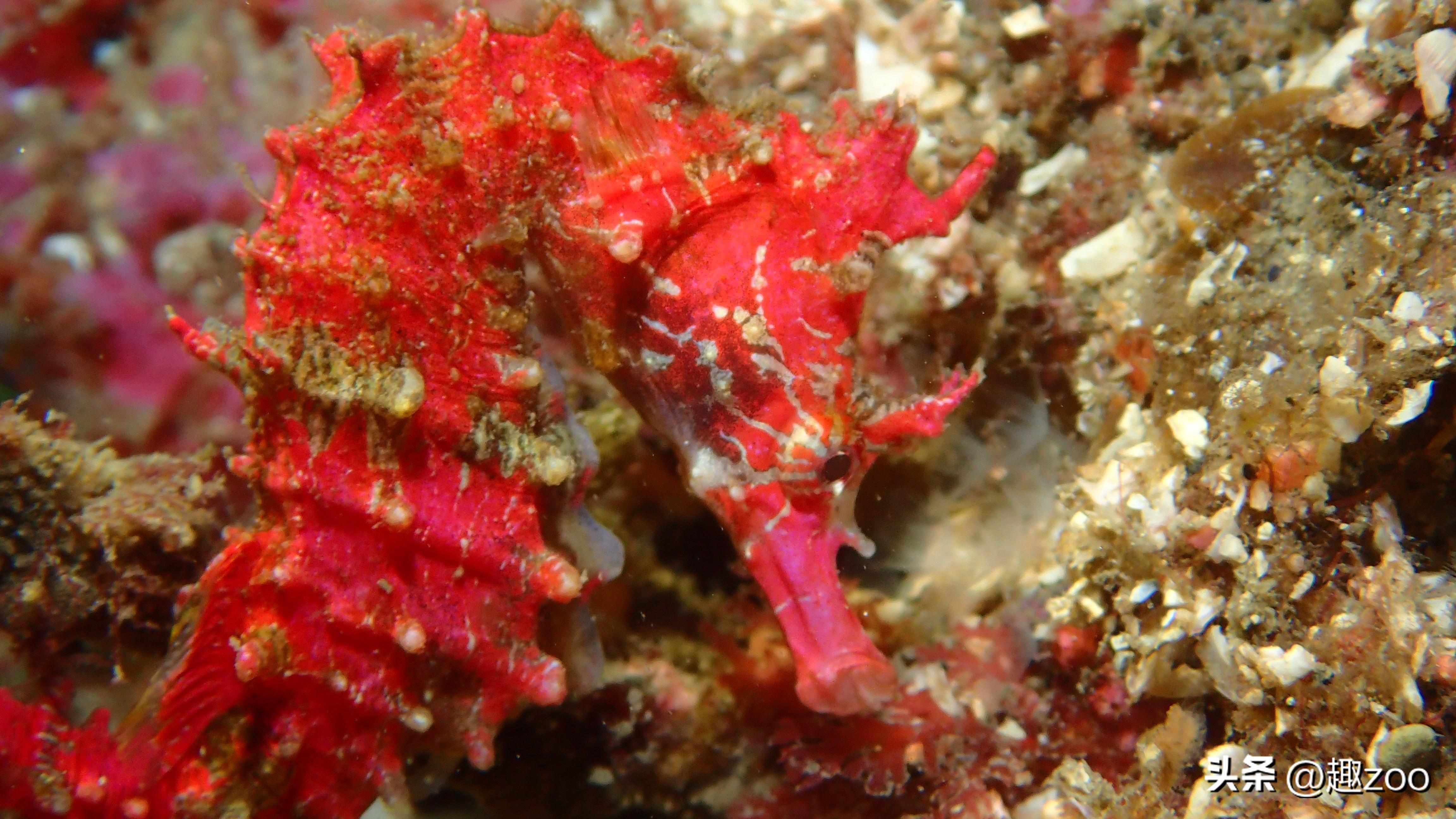 十大品牌海马的排名,十大最强海马