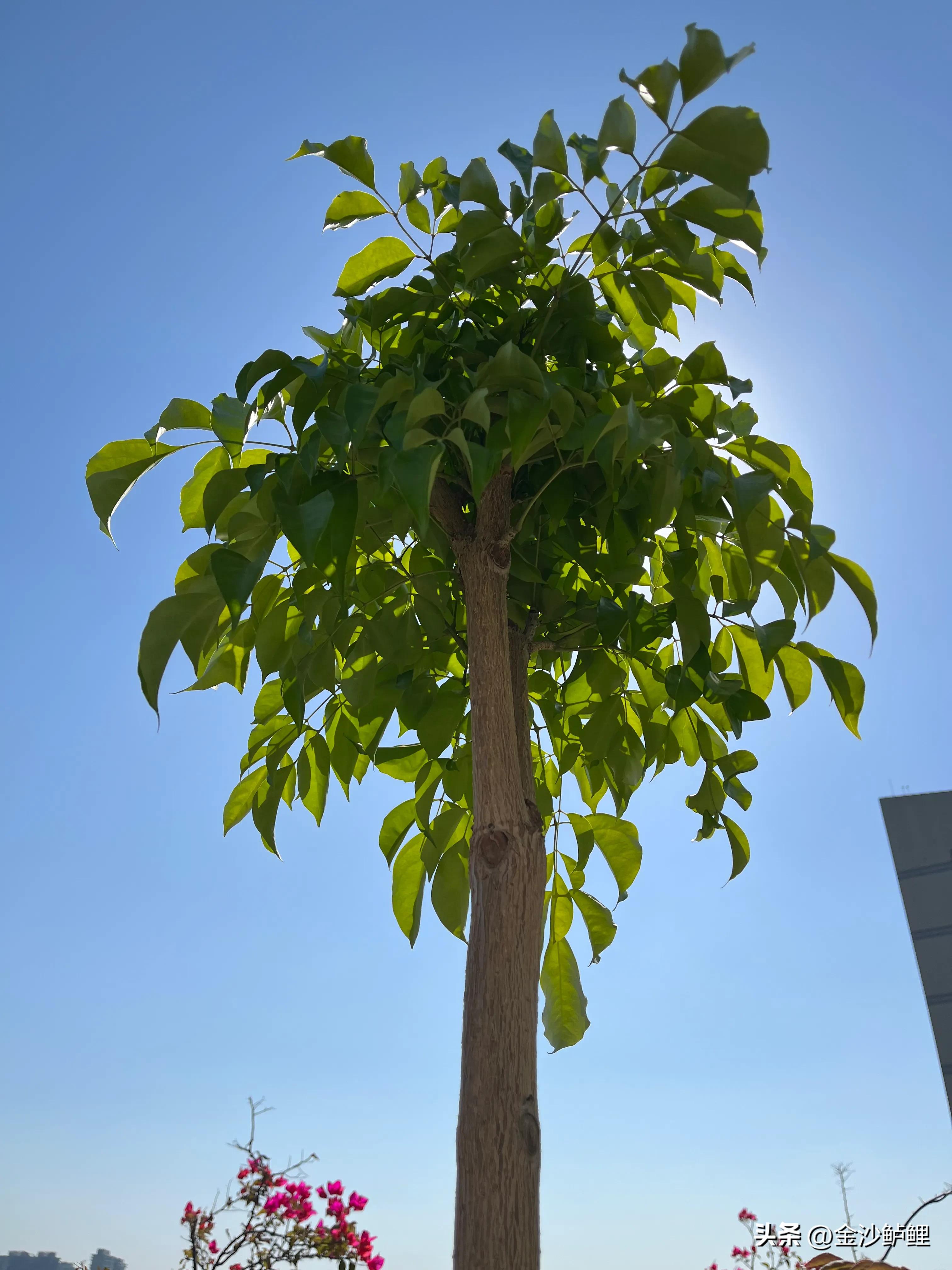 我的记忆和回忆,我的记忆简介