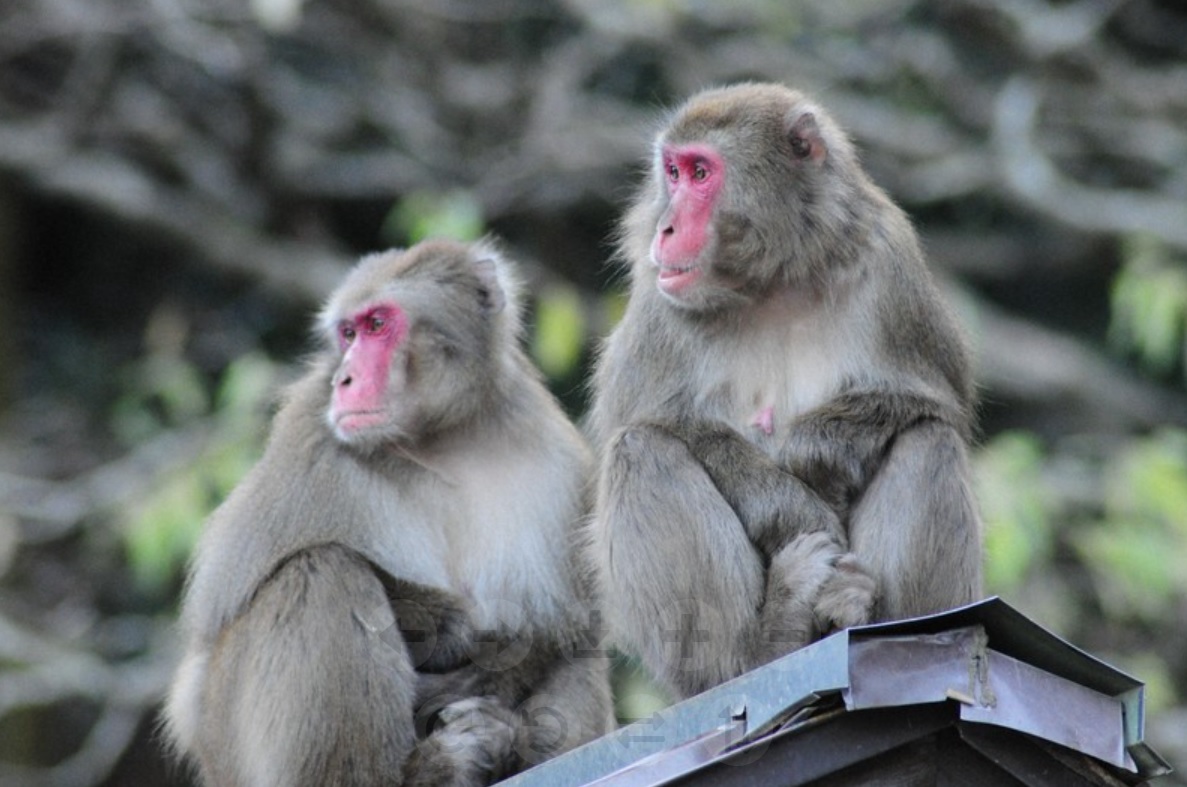 日本母猴称王,日本母猴王现状