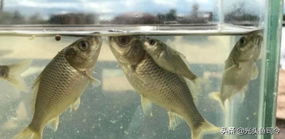 钓鱼钓到保护鱼种放了违法吗,钓鱼犯法的鱼类有哪些种类