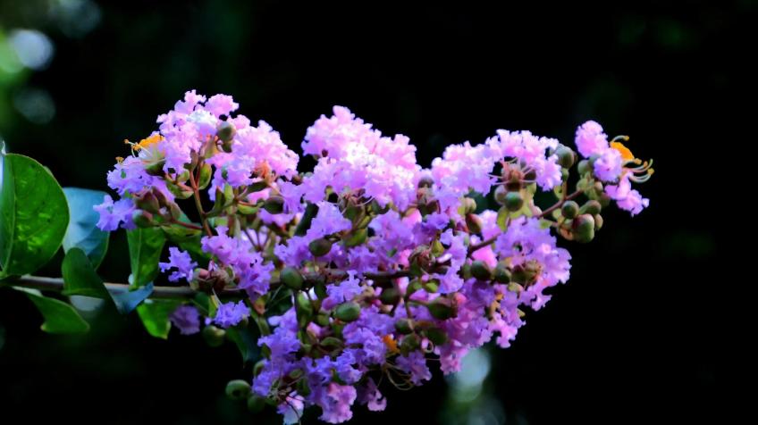 一树紫薇花,一树一树的紫薇花开