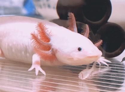 把自己玩成濒危的物种,把自己玩成了濒危动物