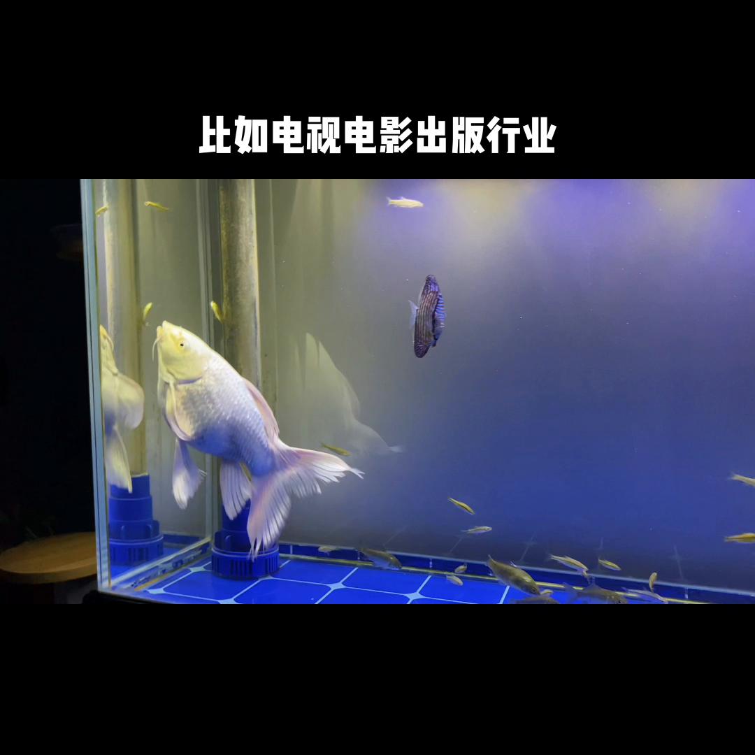 黑天鹅歌曲,黑天鹅事件最新消息