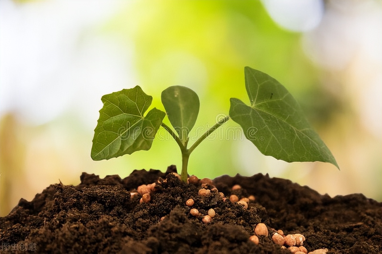 根施和喷施有什么区别,肥料是灌根好还是喷叶面好