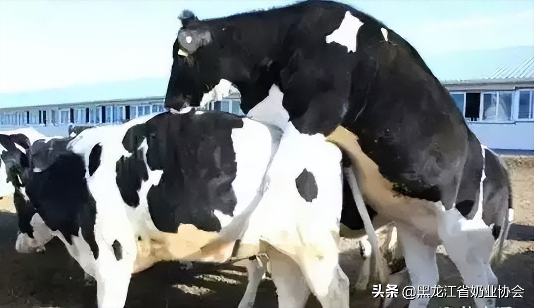 母牛的异常发情及应对措施