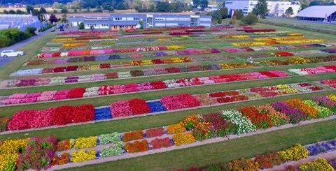 德国疫情带来的变化,德国园艺市场趋势