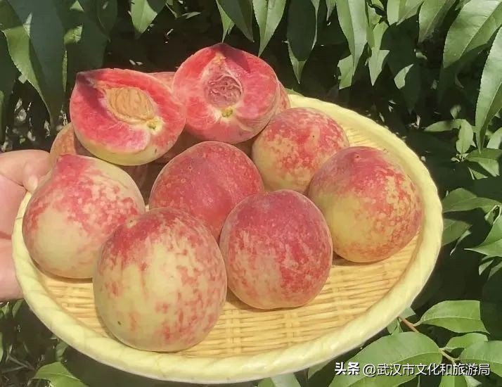 端午江夏旅游攻略,端午节江夏哪儿玩