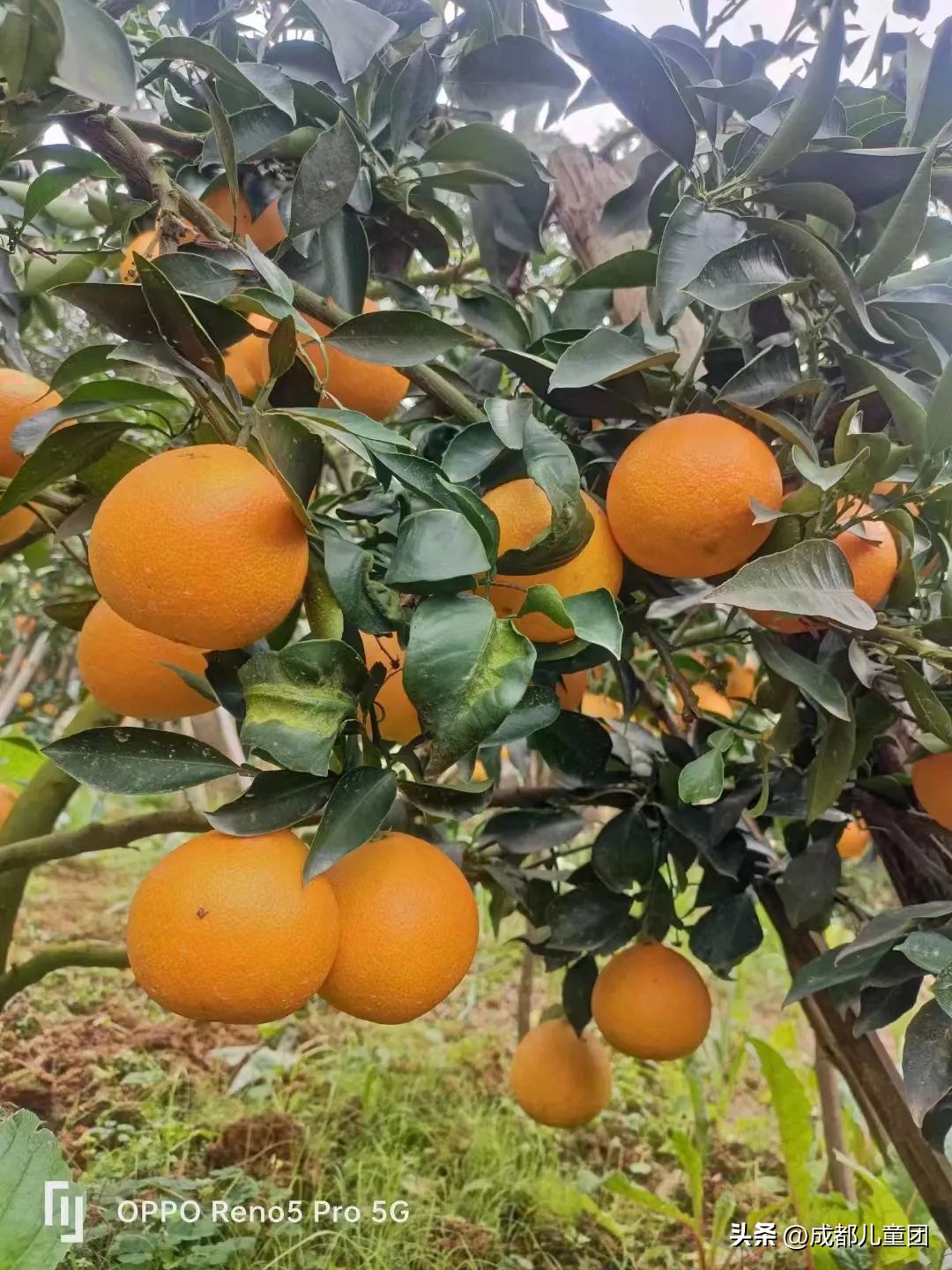 成都温江橘子采摘园推荐10月份,江苏附近橘子采摘园有哪些地方