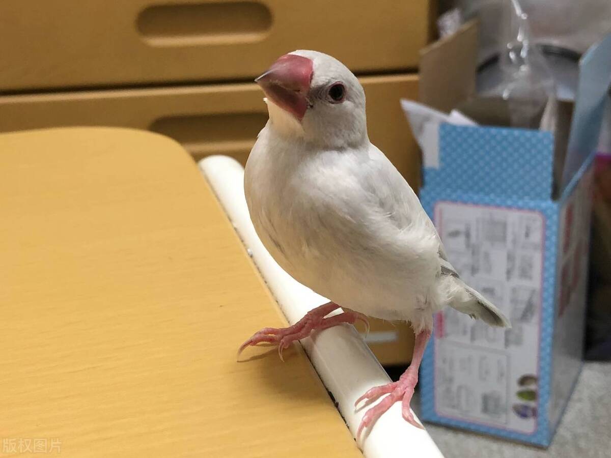 手养鸟怎么分辨鹦鹉品种,怎么分辨手养鹦鹉