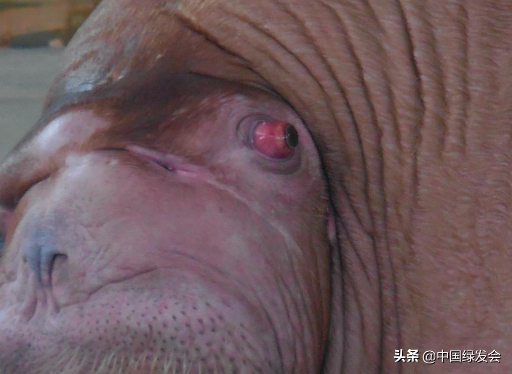 武汉海昌海洋公园的表演印象深刻,武汉极地海洋世界海象表演