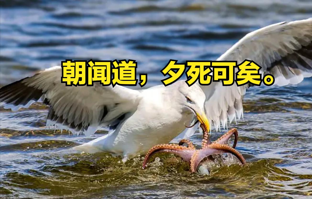 子曰朝闻道夕死可矣论语朗读,论语中朝闻道夕死可矣的意思