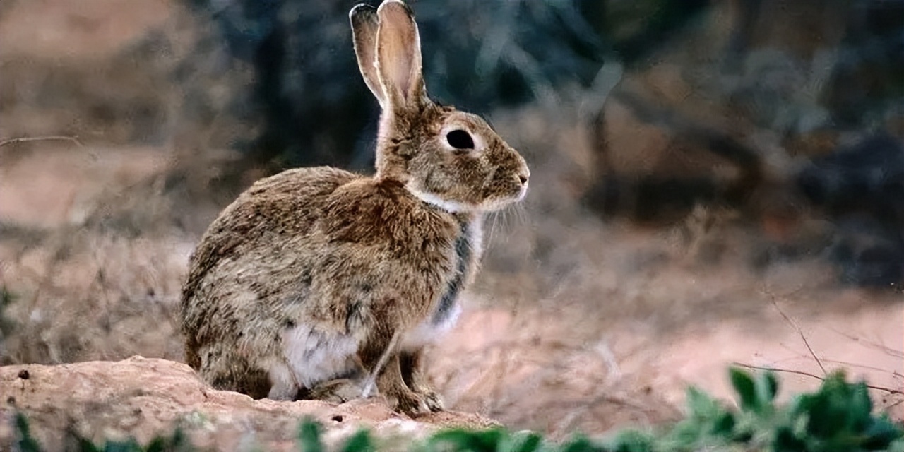 澳大利亚野兔泛滥成灾体重近百斤,澳大利亚野兔成灾野兔上百斤