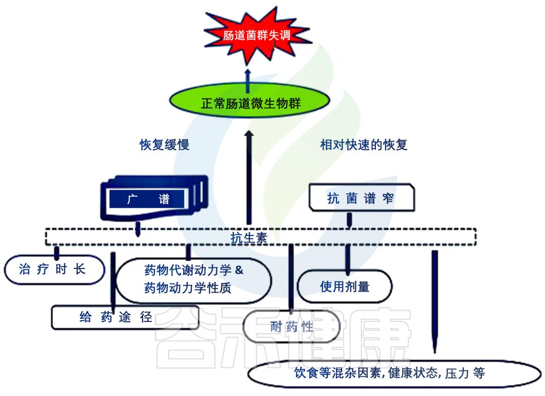 抗生素对菌群的影响,抗生素对微生物的影响
