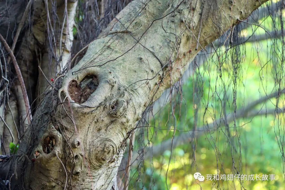 旗峰山灯笼,旗峰山灯笼拍摄视频