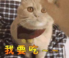 猫什么特征代表养得好,报恩猫是什么样