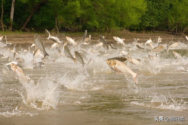 消化道异物中医诊断名称,消化道骨性异物