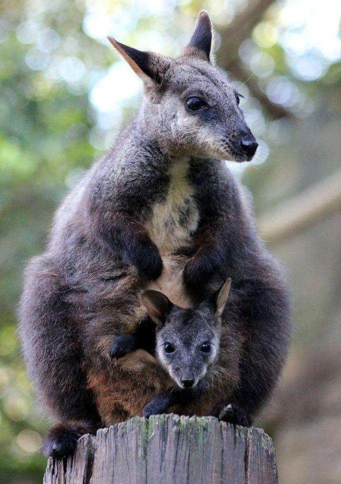袋鼠育儿袋是生殖器官吗,雌性袋鼠的育儿袋有多大