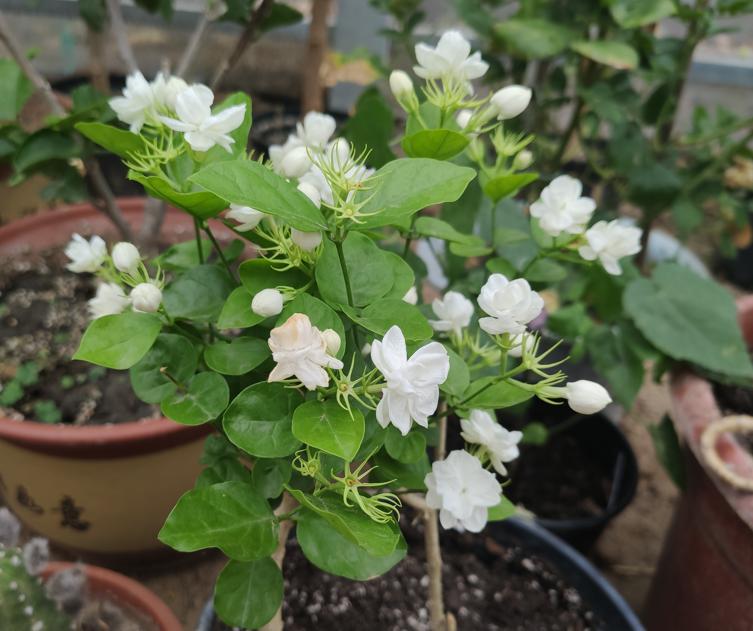 新手养花教你几个小技巧,新手想养花最好简单3步