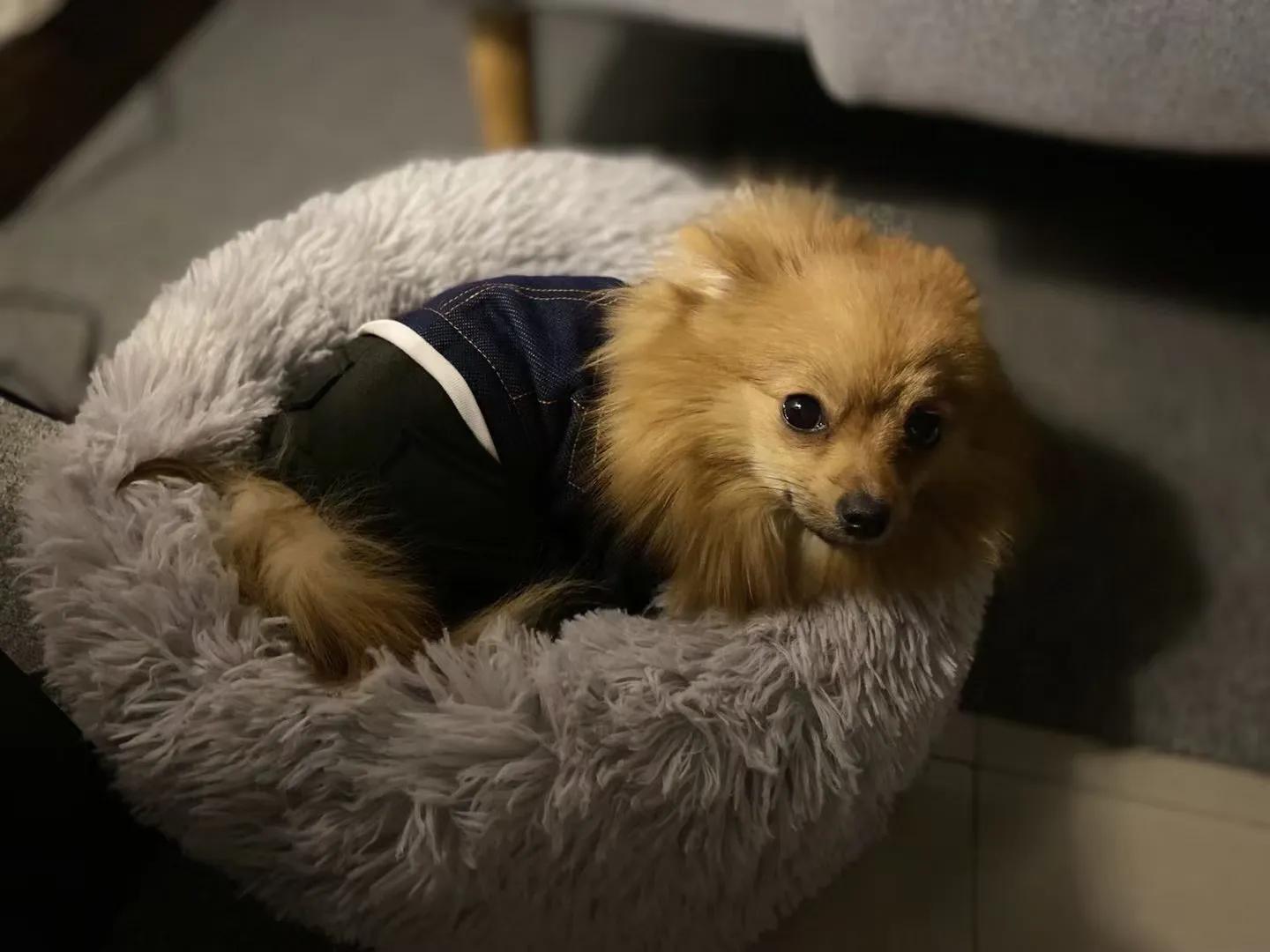 养狗小知识大全金毛,养狗小知识大全泰迪