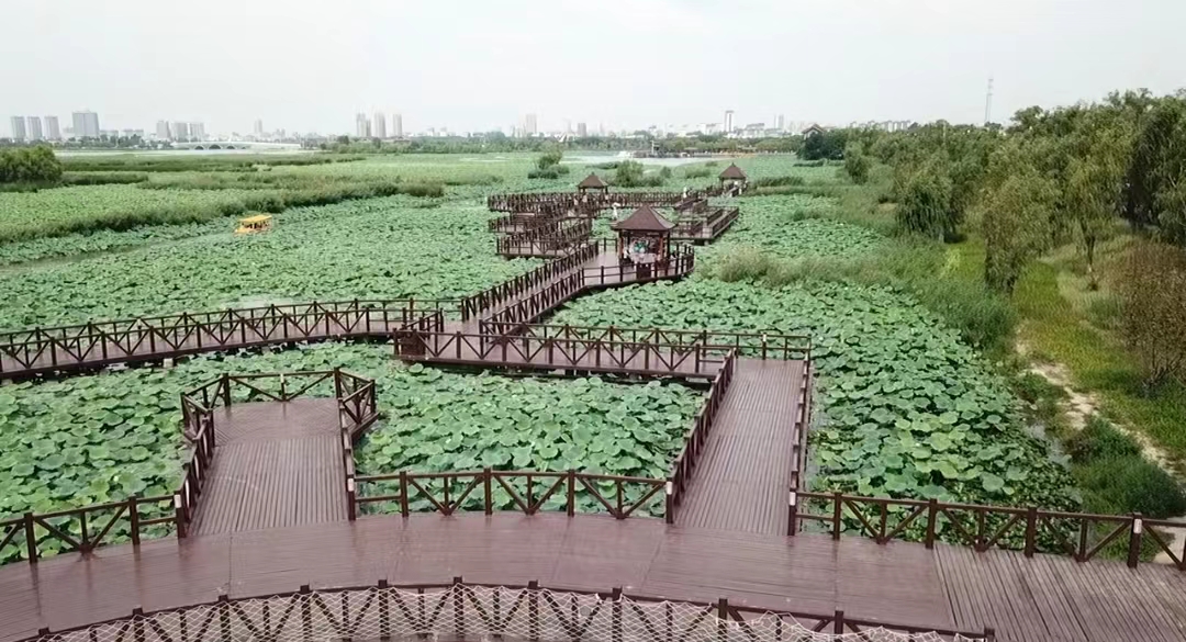 淮阳荷花节游龙湖赏荷花,大美淮阳荷花初绽游人如织