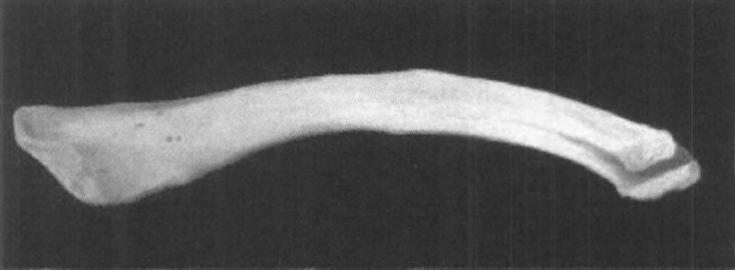 最强干饭人！鲸鱼张开嘴，鱼群就会往嘴里“钻”