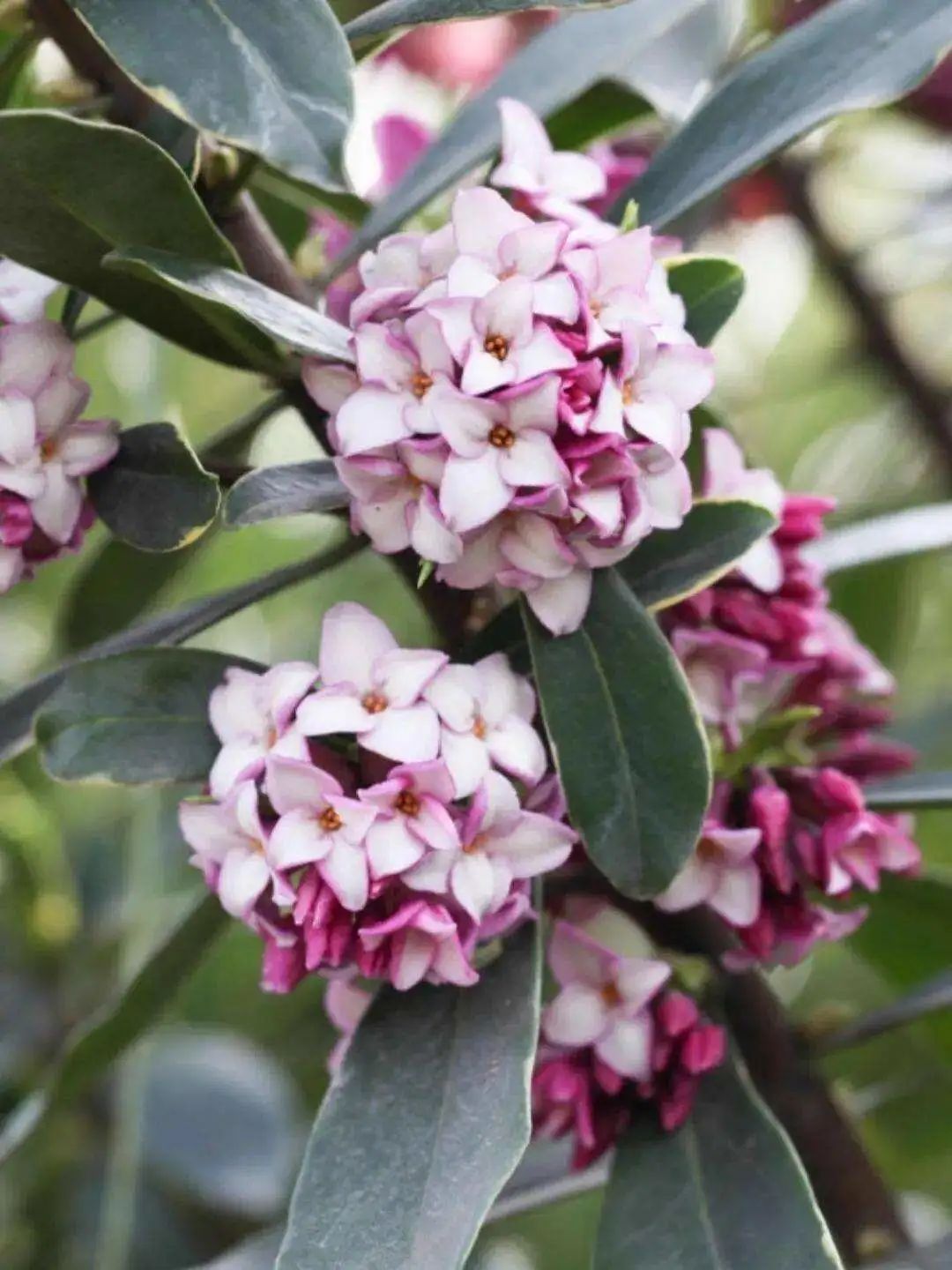 瑞香开始掉花怎么办,瑞香怎样避免落叶