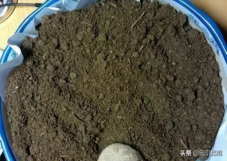 松树盆景土配制方法,黄杨盆景土配制方法