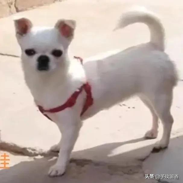 宠物狗应该怎么养详细介绍科普,宠物狗喂养及训练方法有哪些