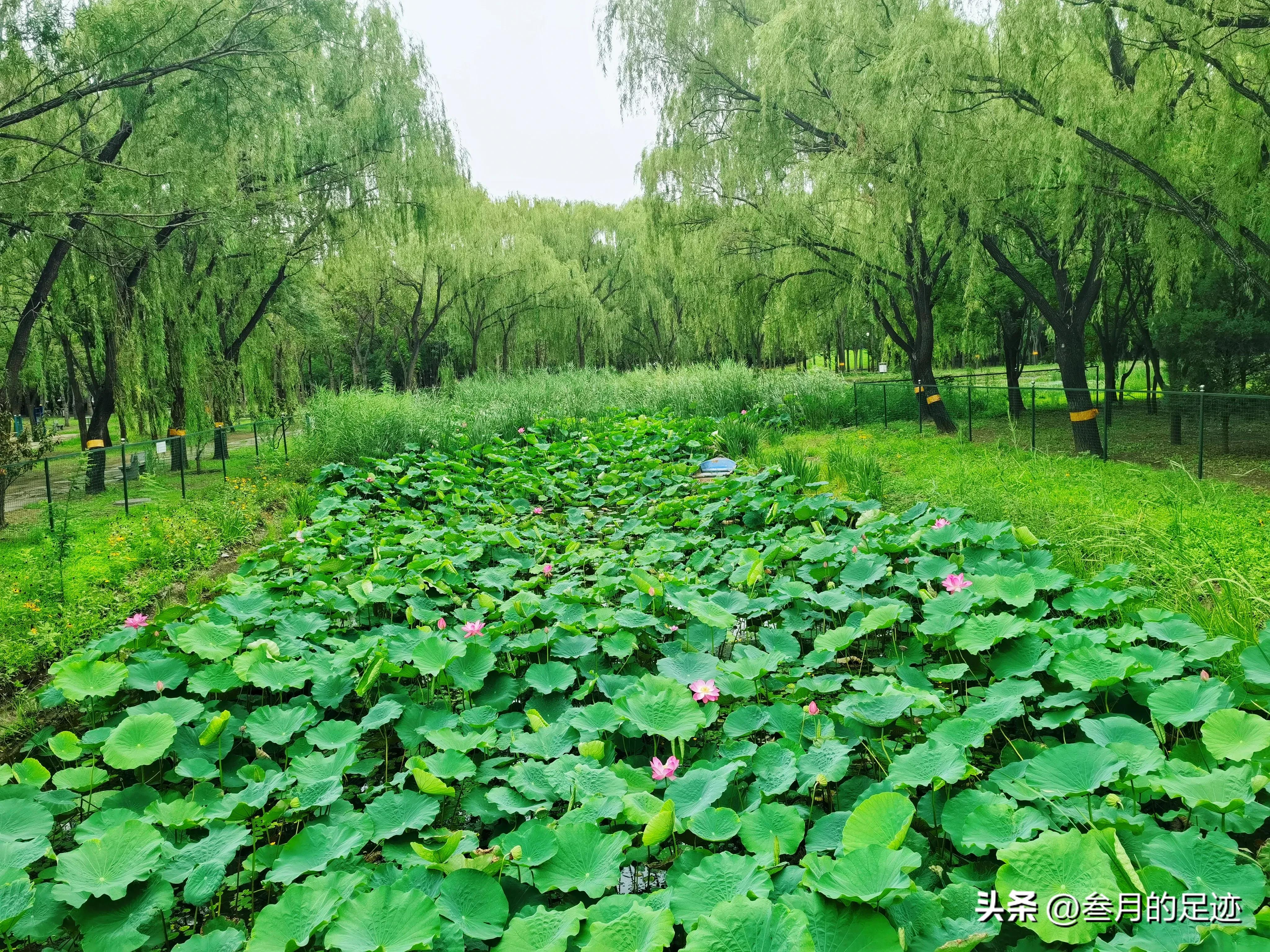 京城初冬最值得去的公园,北京十大公园免费景点