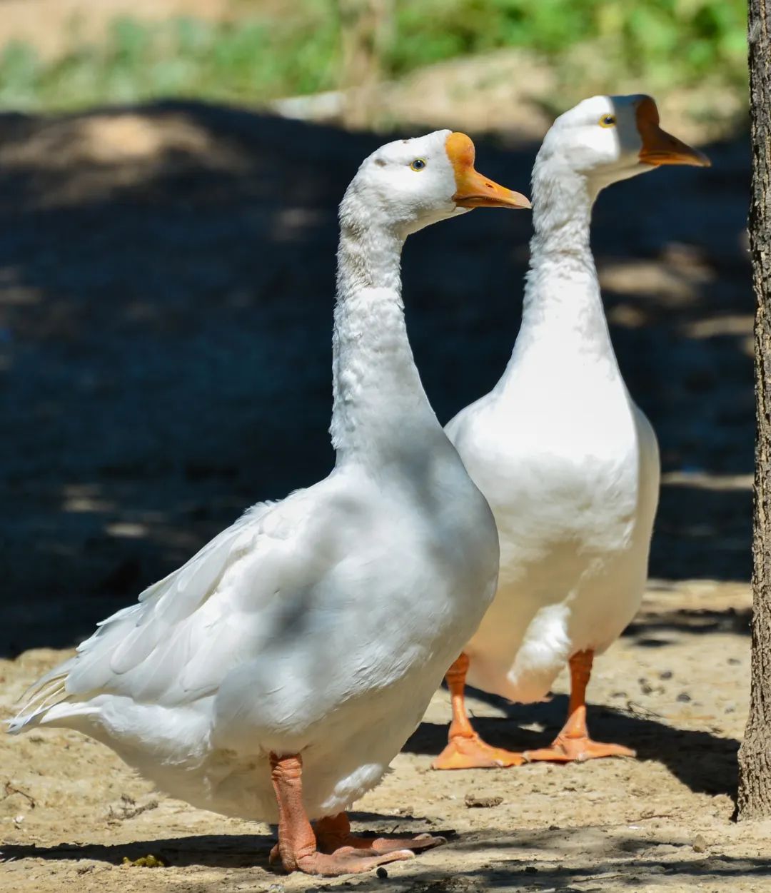 济南采摘园推荐最新,济南采摘园推荐秋季
