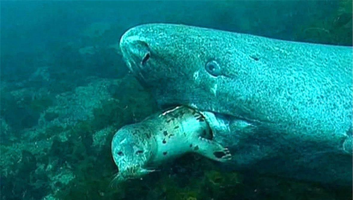 600多岁的格陵兰睡鲨,格陵兰睡鲨游动视频