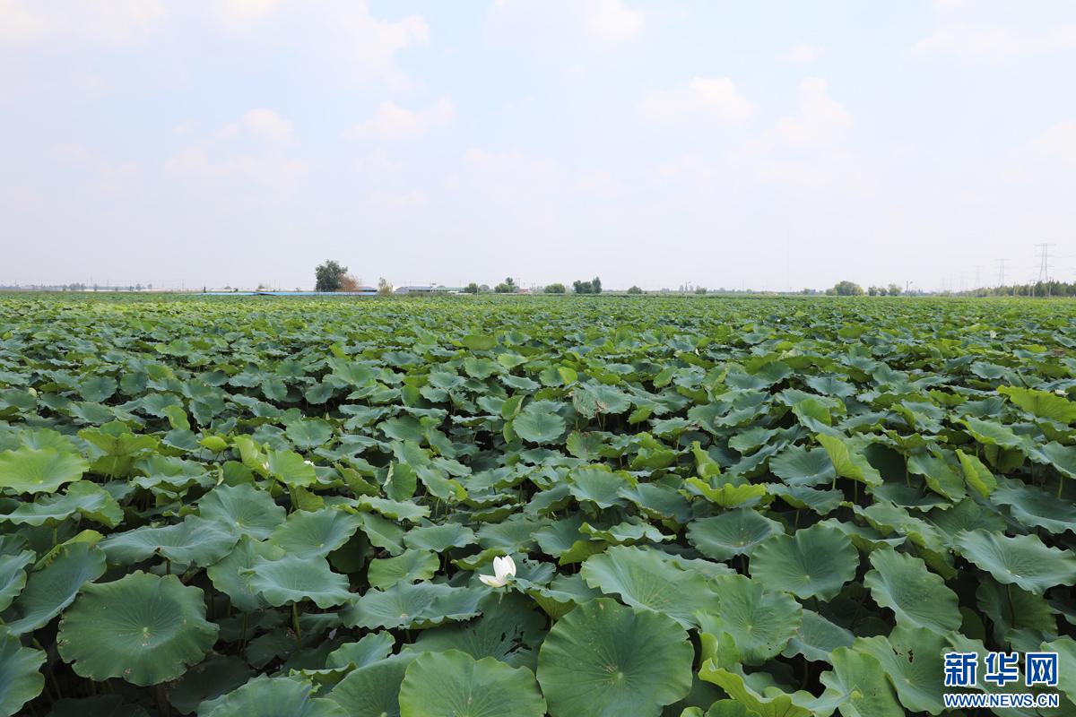 乡村振兴在行动｜产业兴旺活力足——河北新河特色产业发展新图景