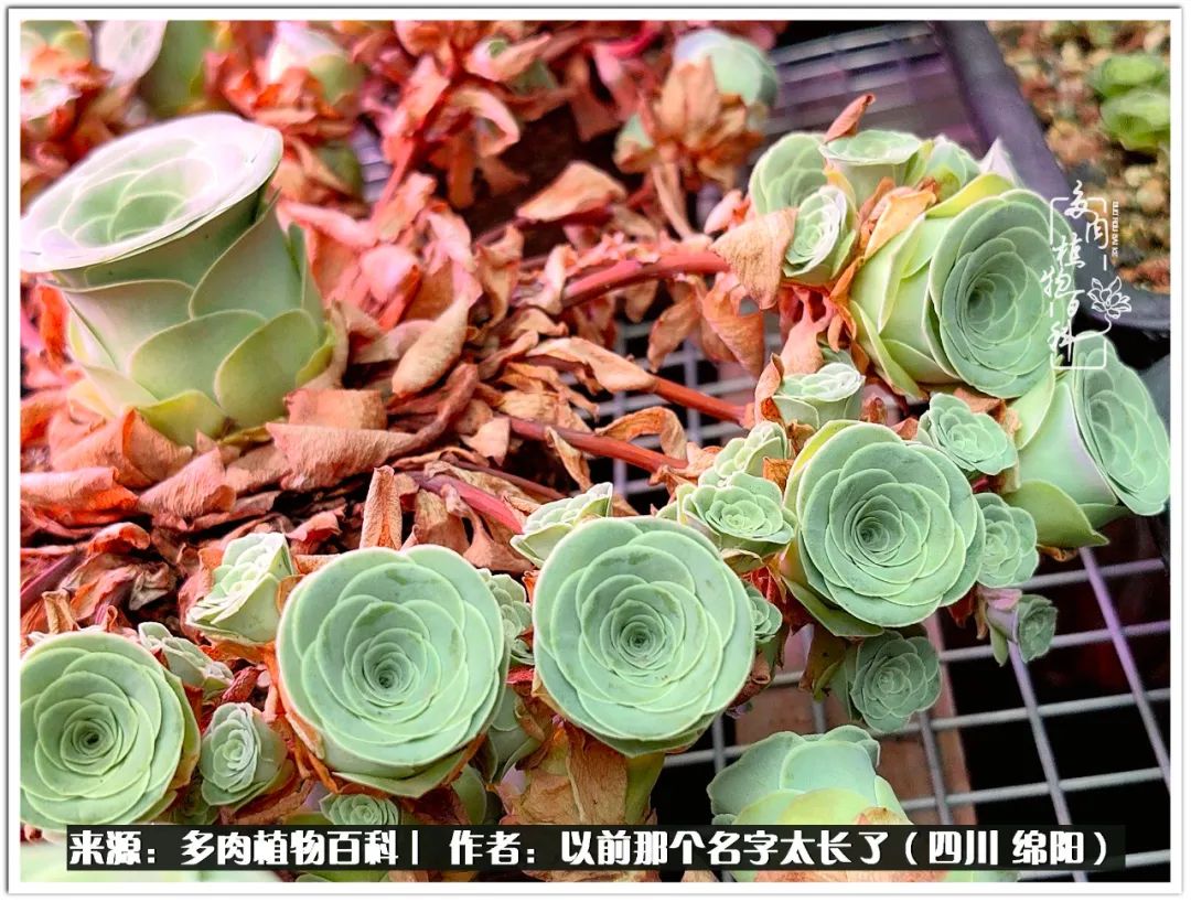 夏天山地玫瑰,小清新山地玫瑰