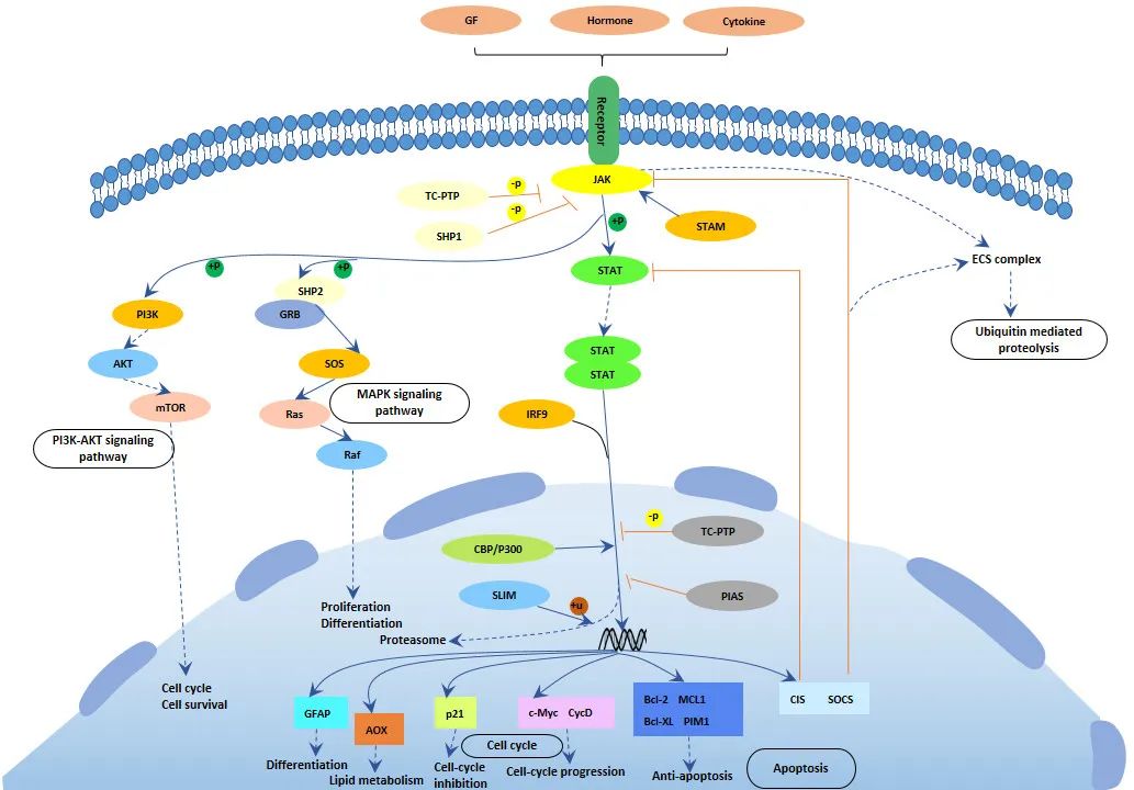 WHO推荐用于新冠感染重症患者救治的巴瑞替尼是什么药？