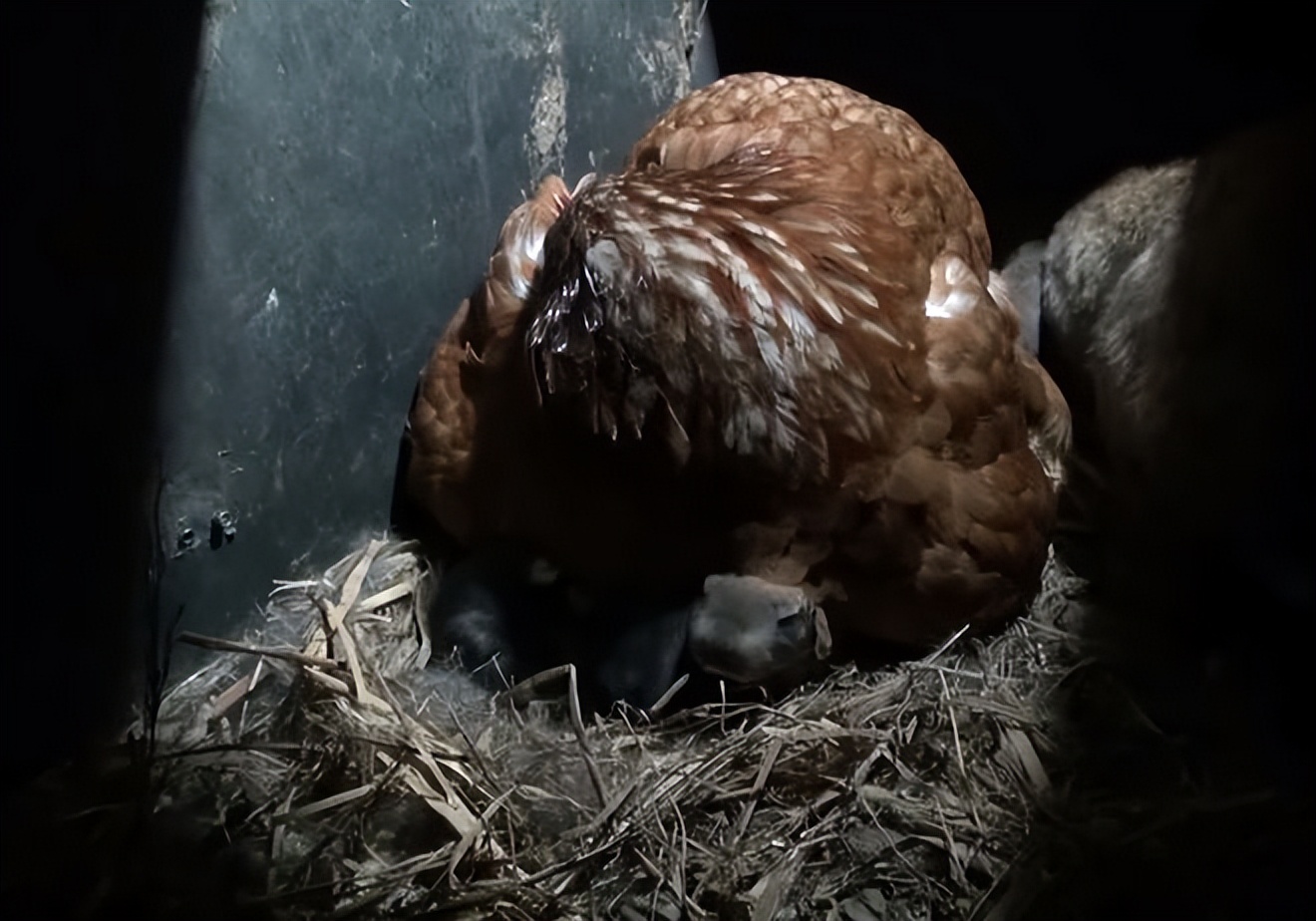 大爷家兔子生了崽,却放着娃不管到处跑,小兔子还被母鸡收养了?