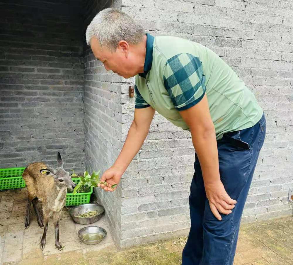 一只林麝一年能挣多少,一只林麝养殖一年一万元是真的吗