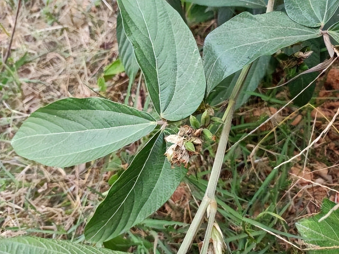 巴戟天千斤拔牛大力泡酒功效作用,千斤拔牛大力巴戟天杜仲泡酒功效
