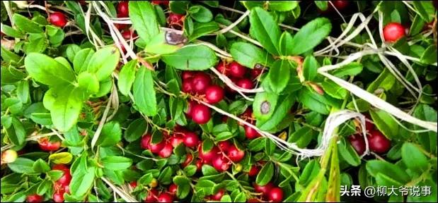 大兴安岭“采山”日赚千元是真的吗？哈尔滨小伙亲自体验结局亮了