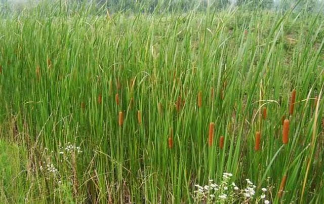 【丝路诗刊】芳闻诗歌《水烛》