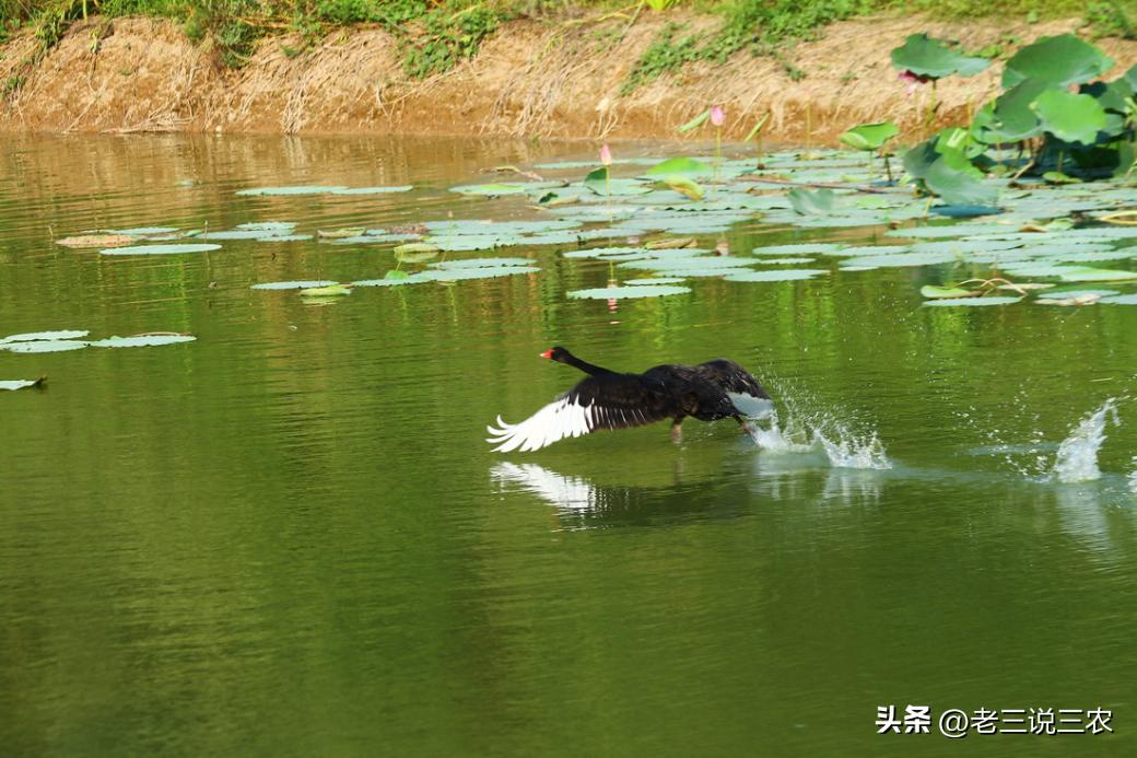 黑天鹅盆栽养法,养几只黑天鹅