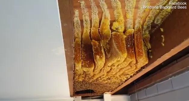 澳洲夫妇家墙壁突然莫名“渗血”!两人鼓起勇气拆开墙