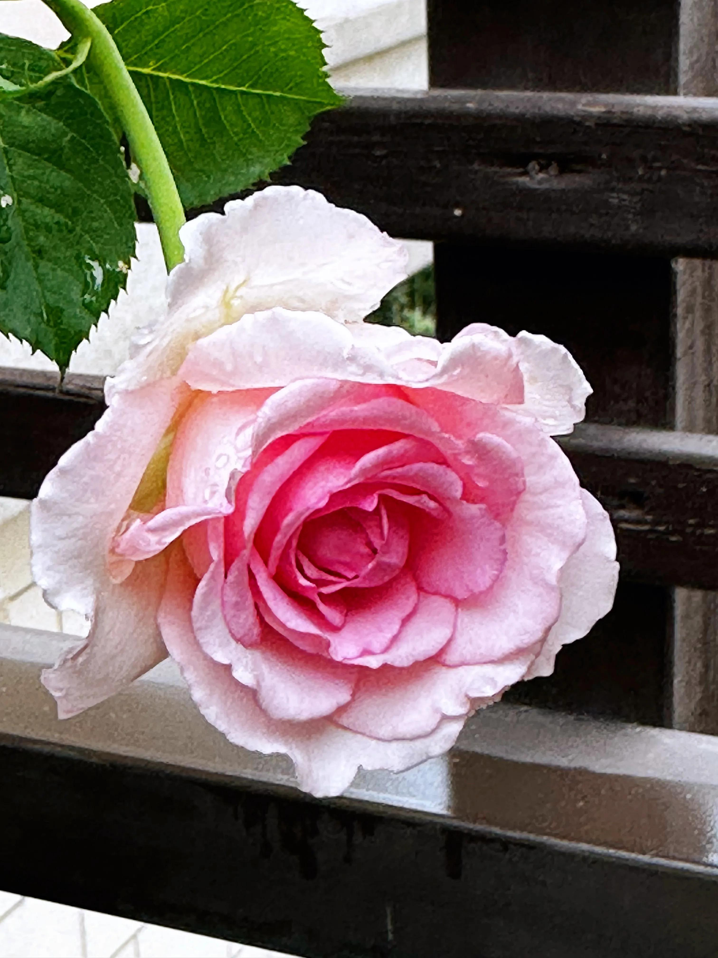 多季节开花的月季有哪些,夏天月季开花不标准