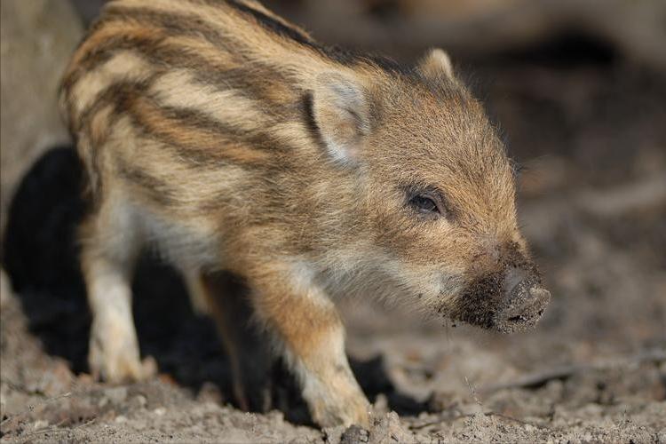野猪养殖技术资料有哪些,3万元的野猪养殖技术