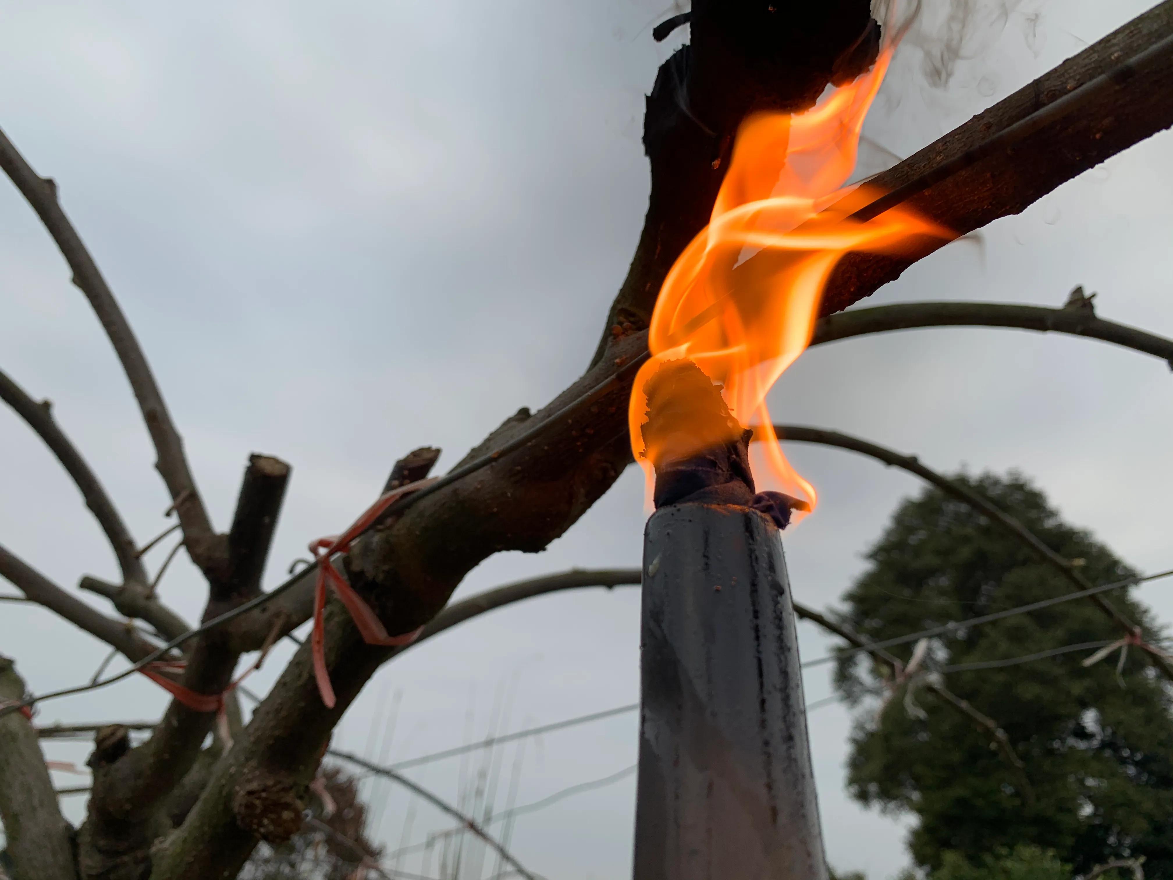 柑橘流胶病最佳治疗方法,柑橘流胶病最佳防治方法