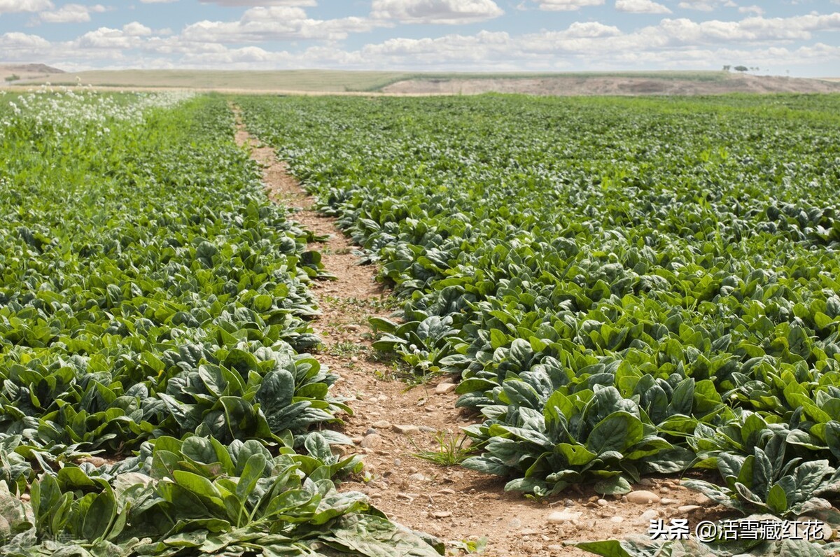 北方人经常吃的这种草，来自盛产藏红花的伊朗，不是白菜