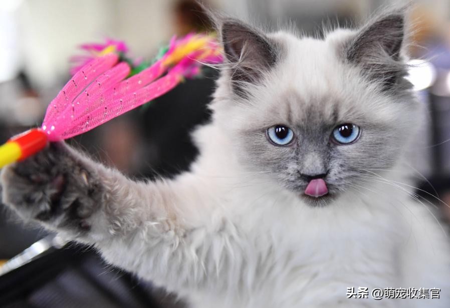 怎么样让猫咪喜欢舔你,聪明的猫咪有100种方法驯服铲屎官